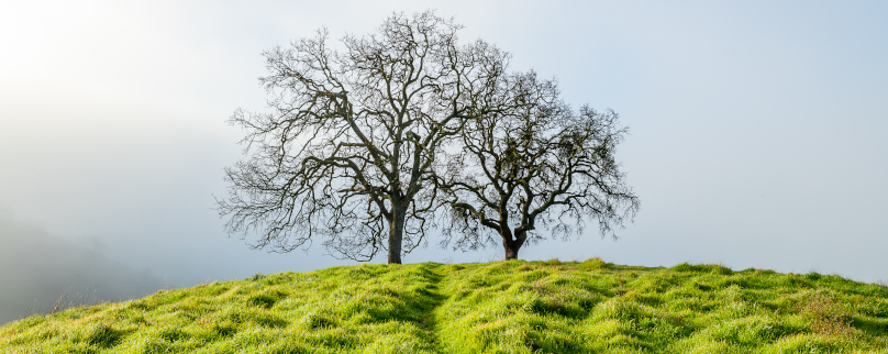 Oak trees on a Northern California hillside in soft morning light